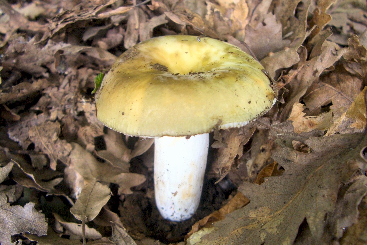 Russula sp